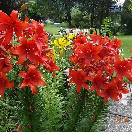 לינה וארוחת בוקר Broenimann