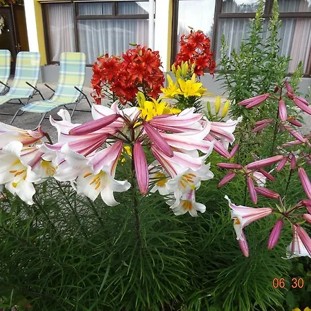 Broenimann לינה וארוחת בוקר Tschoran