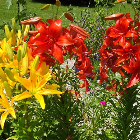 לינה וארוחת בוקר Broenimann Tschoran